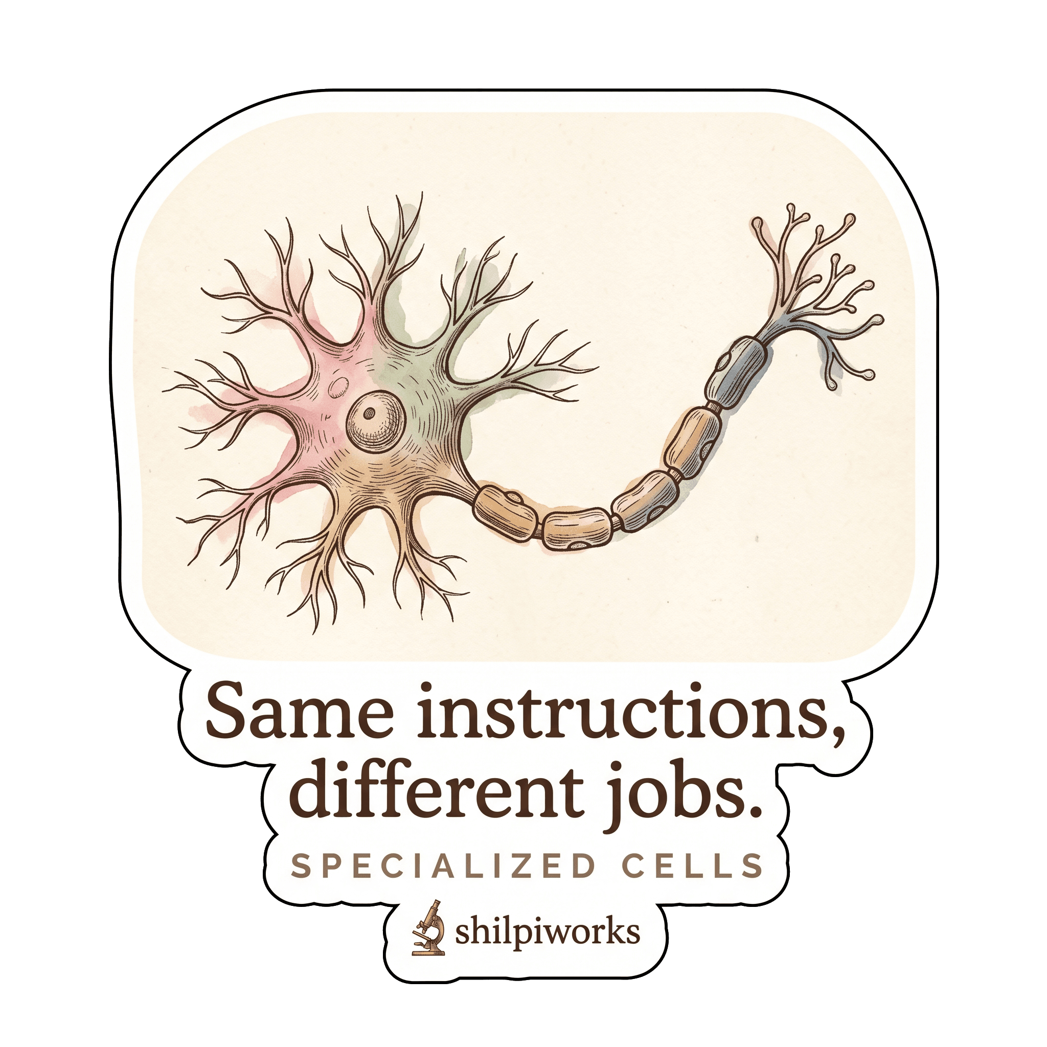 Specialized Cells — Same Instructions, Different Jobs