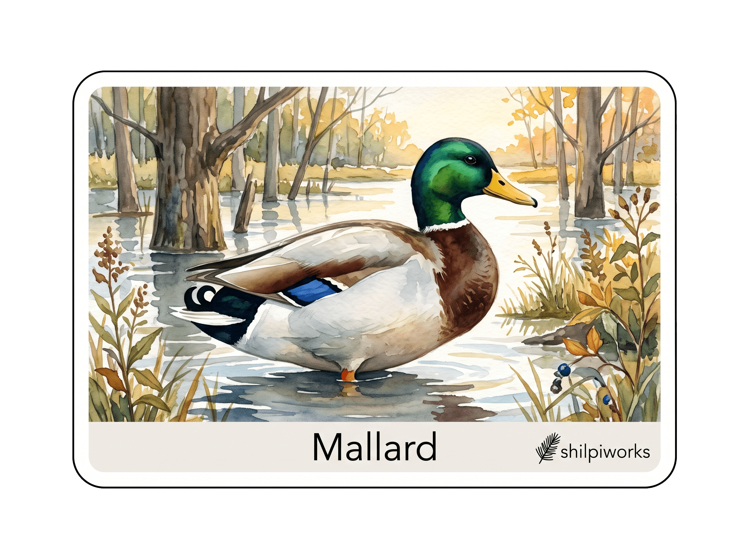 Mallard: Prairie Pothole Dabbler