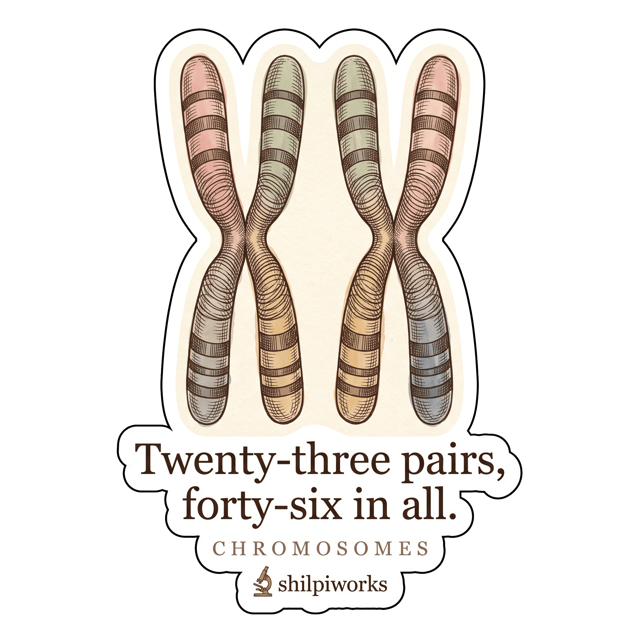 Chromosomes — Twenty-Three Pairs, Forty-Six in All
